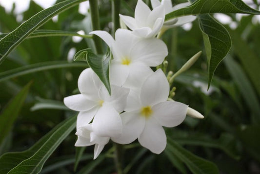 P. Pudica