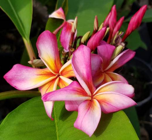 Phoenix Rising