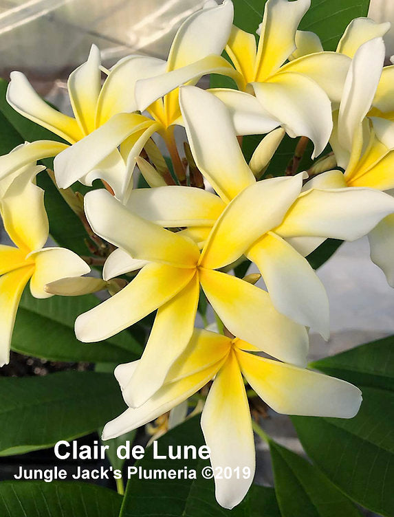 Clair De Lune