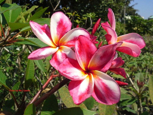 Candy Pink