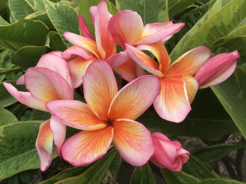 Coral Cream Variegated