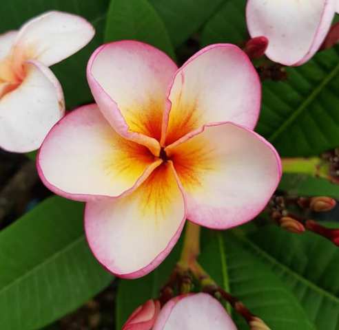 Thai Surprise