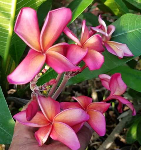 Waimea