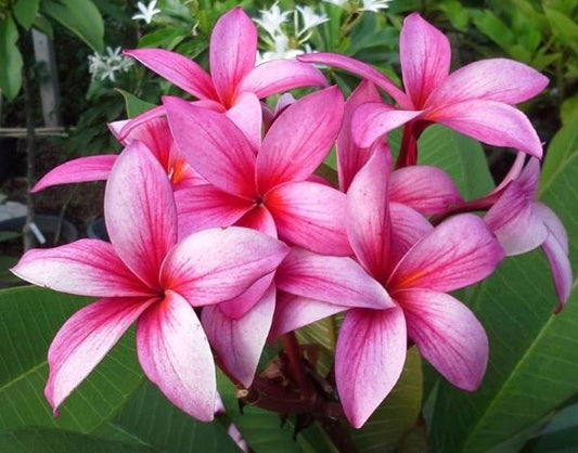 Pink Star aka Tropical Kiss