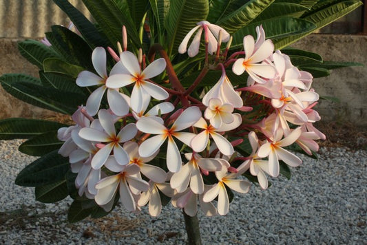 P. Obtusa Dwarf Pink Singapore