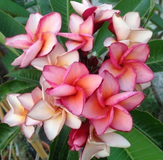 Raya Kaeo