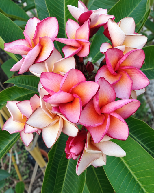 Raya Kaeo
