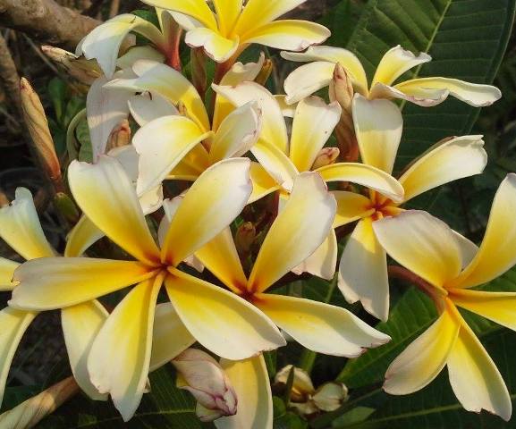 Dwarf Singapore Yellow
