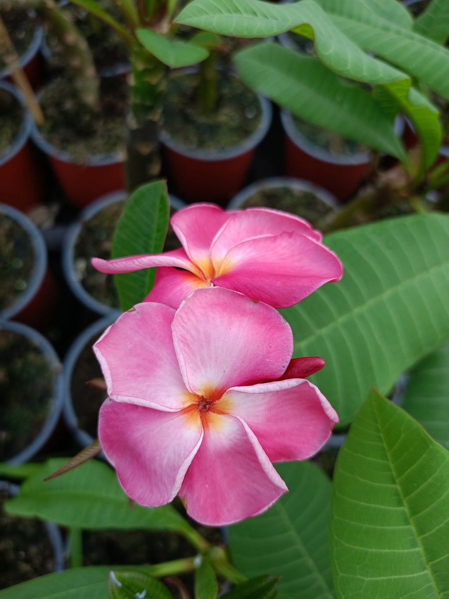 Pink Ruffel