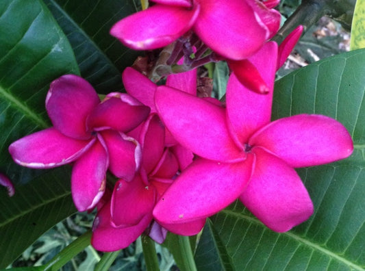 Tabtim Siam