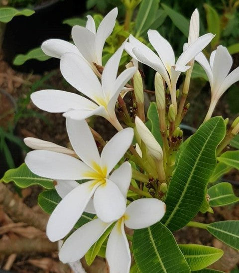 Khao Maprao