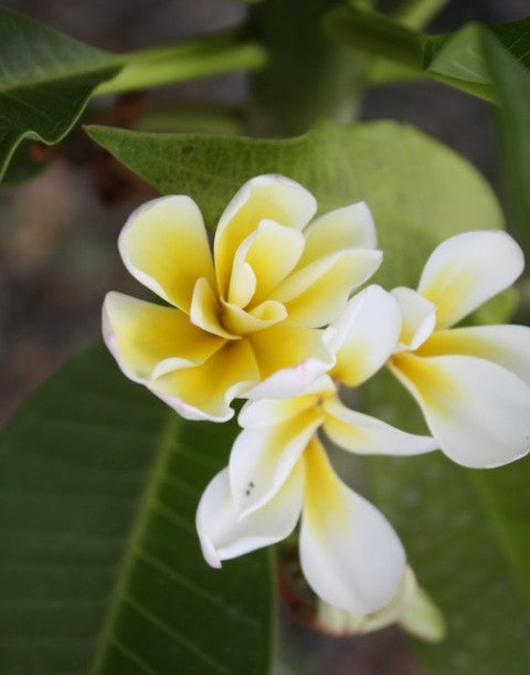 Bali Whirl
