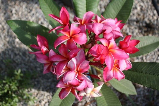 Exotica