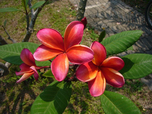 Ceylon Beauty
