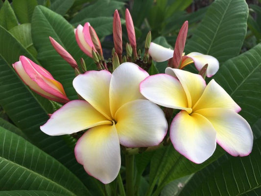 Lueang Ulay
