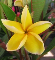 Lueang Rachinee