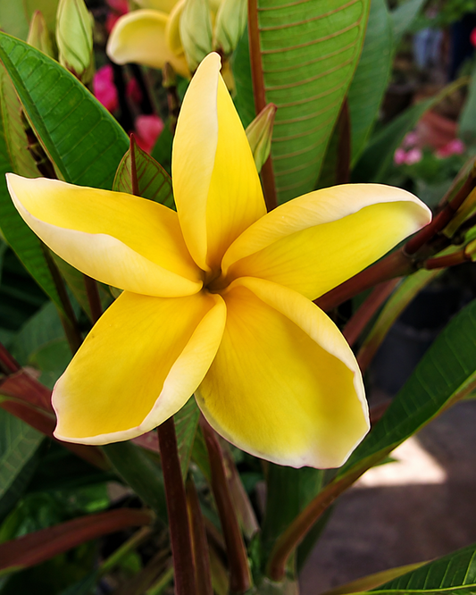 Lueang Rachinee