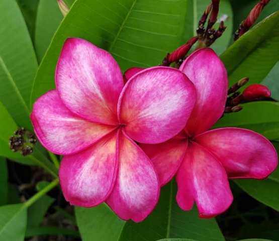 Tong Daeng Seedling