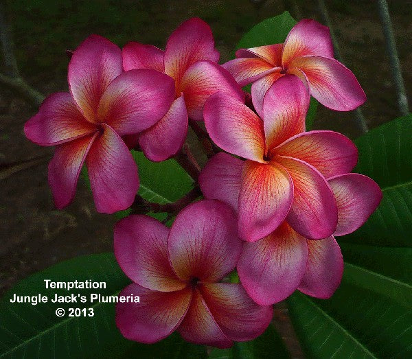 Temptation