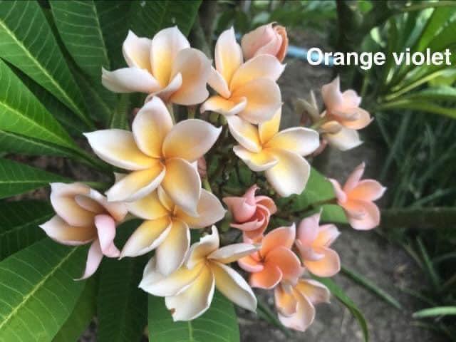 New Orange Violet