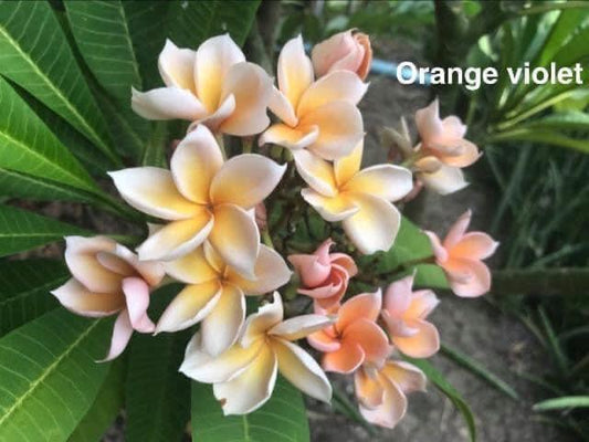 New Orange Violet
