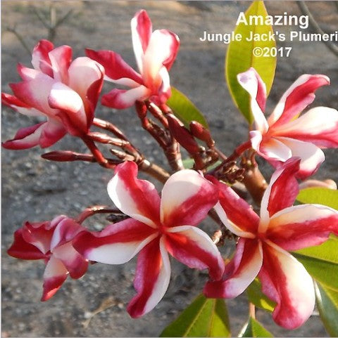 Amazing