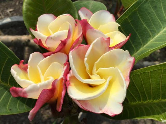 Crystal Rose
