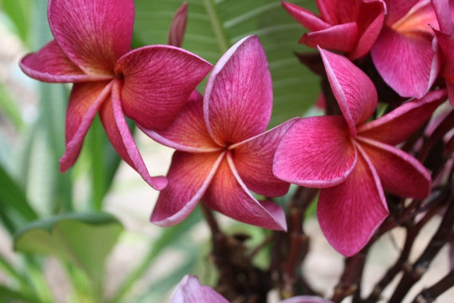Crimson Beauty