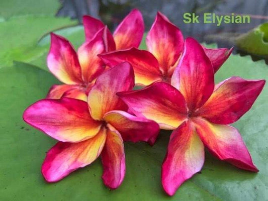 Sk Elysian