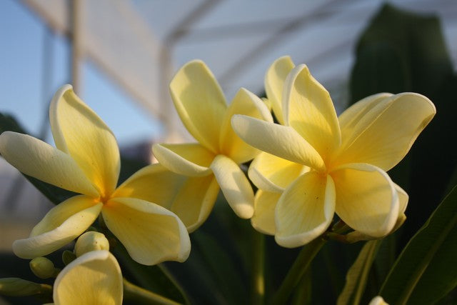 Thai Aztek Gold