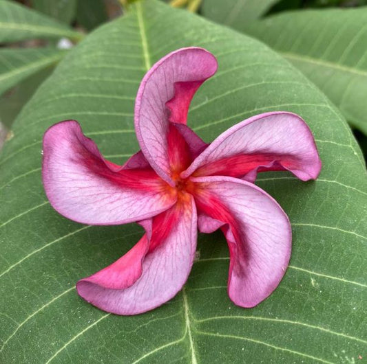 CL Purple