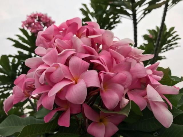 New Pink Pudica