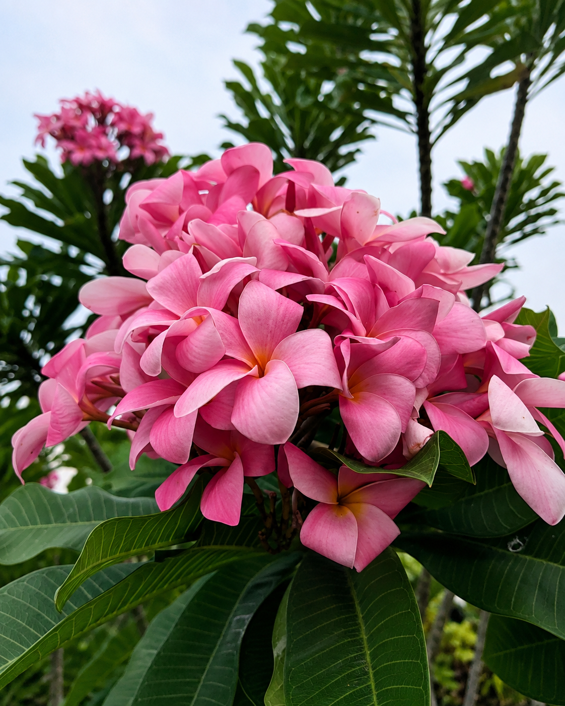 New Pink Pudica
