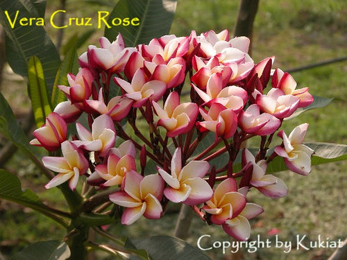Vera Cruze Rose