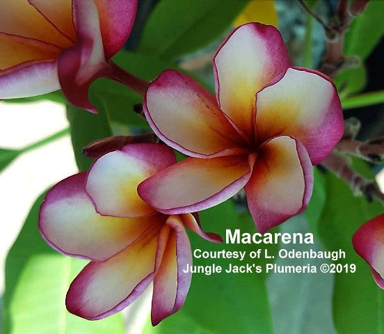 Macarena