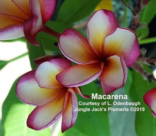 Macarena