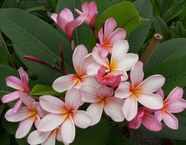 Aussie Pink