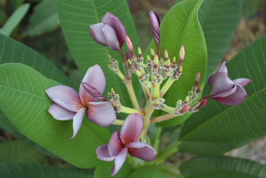 Muang Sengyam alias Siam Lavander