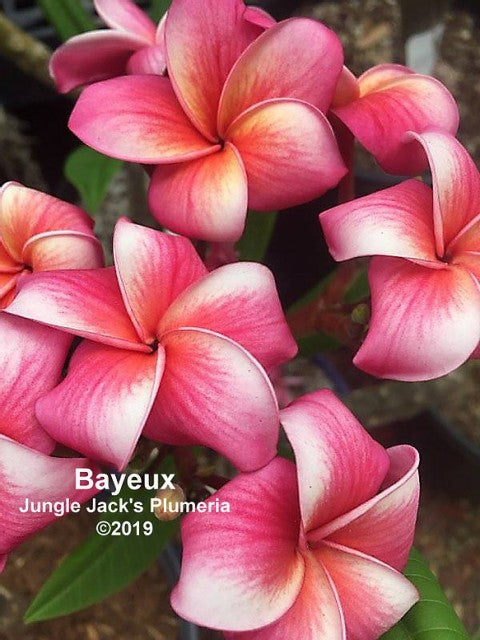 Bayeaux