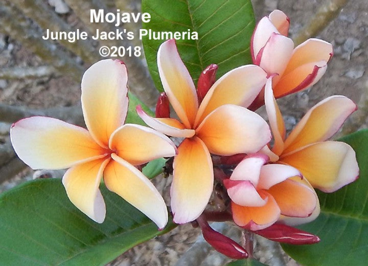 Mojave