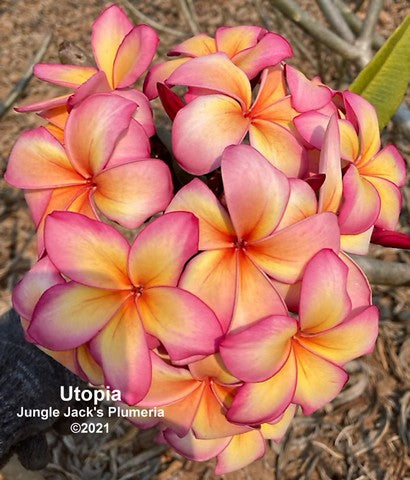 Utopia