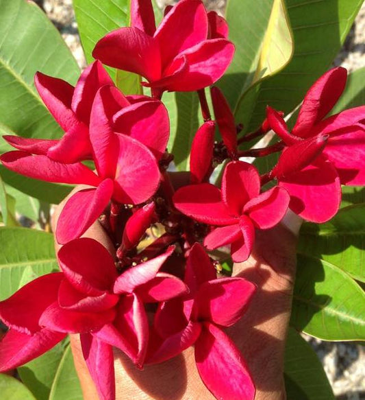 Red Jack