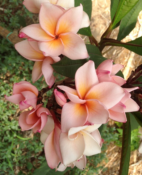 Salmon Pink