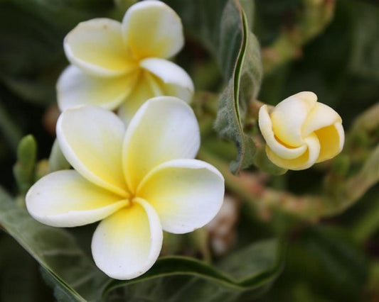 Dwarf Siam Yellow