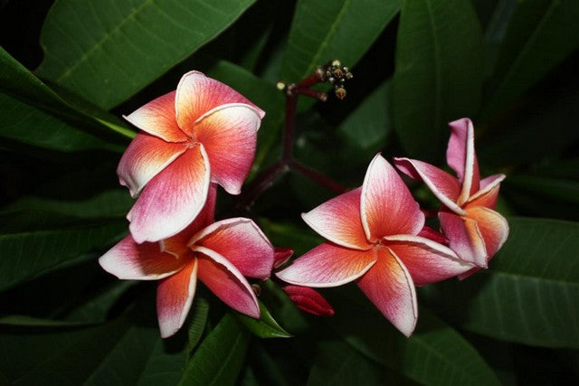 Thai Lurline