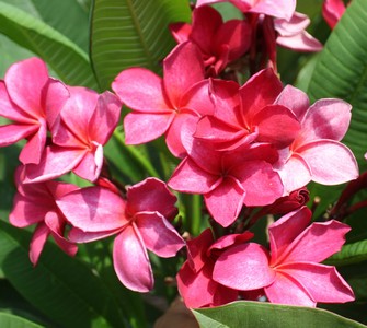 Nevita