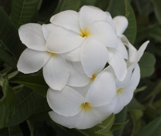 Khao Mongkon
