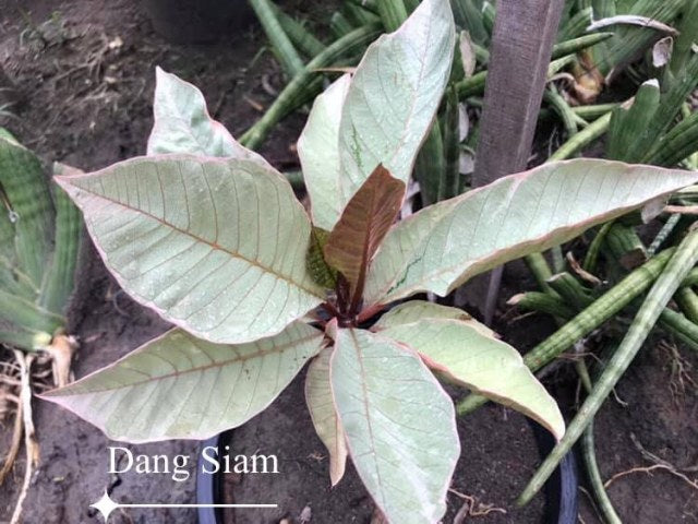 Daeng Siam