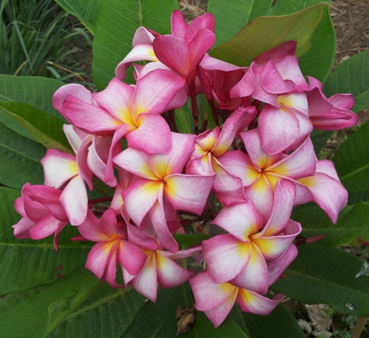 Star of Siam