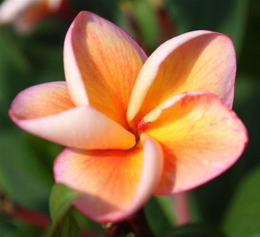 Orange Special